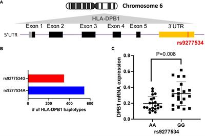 HLA-DPB1 genotype variants predict DP molecule cell surface expression and DP donor specific antibody binding capacity